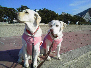 �V�b�c���ĉE�������Ă��郏���R�����B�Ȃ��Ȃ��������������Ă���܂���B���ɂ́A�{���C�l�������������Ă��܂��B