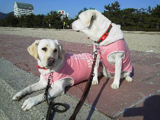 �_�E�������A�Y�L���������������Ă��ꂽ�Ǝv�����̂ɍ����������Ⴂ�܂����B���ɂ́A�V�[�p���{���������Ă��܂��B