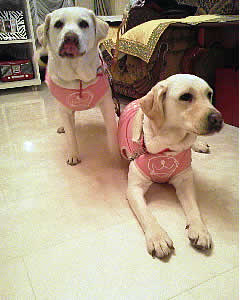 �V�b�c���Ă����������Ȍ������Ă���\���ł����ǉ����H�ׂĂȂ���ł����ǂˁ[