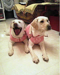 �ׂŃ_�E�����Ă���A�Y�L�́A�l�ׂ̗ŃJ�����������Ă���F�B�̑��q�ɒ��ڒ�