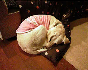 �R�^�c�z�c�̂����ɏ������ۂ܂��ĐQ�Ă���A�Y�L