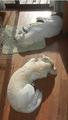 �������̒��ŋC�����ǂ������ɐQ�Ă��郏���R����