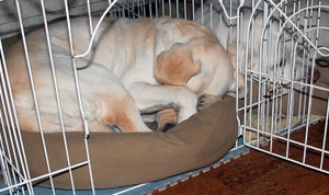 ����Ŋ���B���悤�ɂ��ĐQ�Ă���A�Y�L