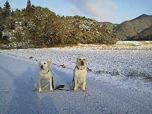 �ቻ�ς������ɃV�b�c���ăc�[�V���b�g