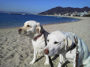 ���Α勴�ƒW�H����w�ɃV�b�c����Q�l�̃����R