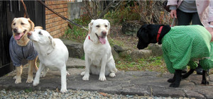 ������ �t�N����� �\�� �A�Y�L �V���E�X���� �\�����t�N�����ɂ�����������o���Ă��܂�