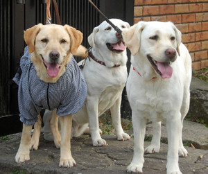 �t�N�����̃x�X�g�V���b�g ���ꂵ���[�[�[