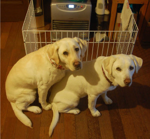 �E�����ɃV�b�c����\���ƃA�Y�L�A�J�����ڐ��ł��킢�[�[