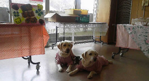 �`�����e�B�O�b�Y�̔��R�[�i�[�ɃX�^���o�C��_�E�����Ă��q�l��҂��Ă���\���ƃA�Y�L