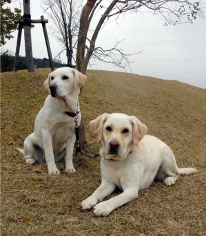 �V�b�c&�_�E�����đ҂��Ă���\���ƃA�Y�L�ł��B�J�����ڐ��̃A�Y�L�B���킢�[�[