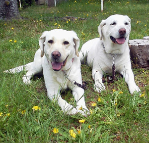タンポポの上にダウンして満面の笑顔のソラとアズキ タンポポの上にダウンして満面の笑顔のソラとアズキ