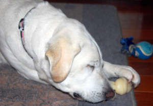 �e�[�u�����̂��C�ɓ���̃|�W�V�����ŁA�~���L�[�{�[���ƃ��[�v�̂����{�[���̂�������ƌ��݂Ɋi�����Ă���\��