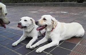 須磨海岸にて、白っぽいワンコたち三頭。ダウンしているソラとアズキに、ユナちゃんが話しかけています 須磨海岸にて、白っぽいワンコたち三頭。ダウンしているソラとアズキに、ユナちゃんが話しかけています