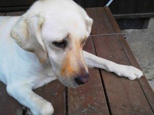 ダウンして横顔のアズキ ちょっと迷惑そうな顔です ダウンして横顔のアズキ ちょっと迷惑そうな顔です