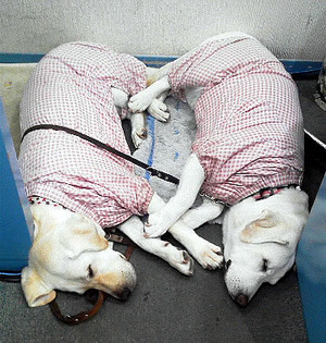 �Q�����S�����ƌ����������Ď�Ǝ�A���Ƒ����d�ˍ��킹��悤�ɂ��ĐQ�Ă��܂�