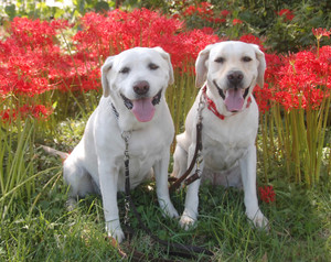 �񓪕���ŃJ�����ڐ��ŃV�b�c�A���������̂œ�l�Ƃ�����o���ăn�A�n�A�A�΂��Ă���悤�ł�