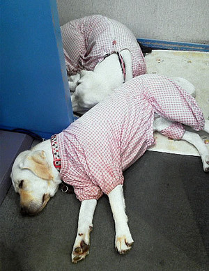 �A�Y�L���̔����قǑO�ɏo�Ă��܂����B�Q�l�Ƃ�����L�΂��ĐQ�Ă��܂�