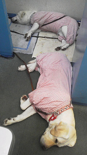 �Ƃ��Ƃ����S�ɏo�Ă����Ⴂ�܂�����