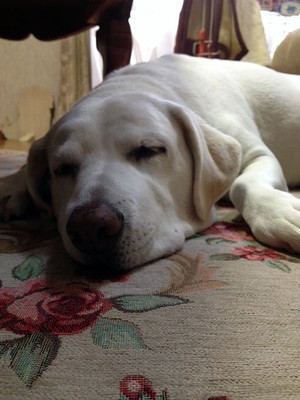 �O�b�X�����x�݂̃\�������