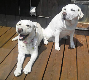 �����|�����Ċ��������ȁA�_�E�������A�Y�L�A�V�b�c�����\���͂��̋C�����E�E�E