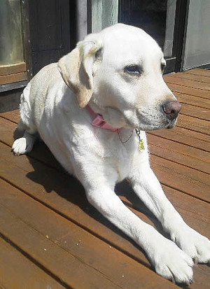 �_�E�����āA���܂���̃A�Y�L