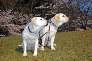 �ꉞ�V�b�c���Ă݂����̂̐^���̎R�̕��������Ă�\���ƃA�Y�L