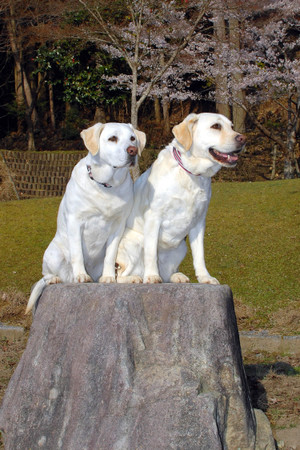 ��̏�̏悹���Ă��R���C�ɂȂ�\���ƃA�Y�L