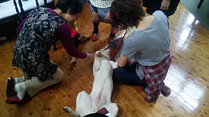 ���d����A�n�[�l�X���O���Ă��炤�ƁA���ʂ̃����R�ɂȂ�܂��B