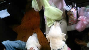 �����̃����R�B���A��������ɂ���̂������B