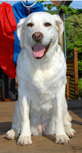 ���ʂ̏΂݂̃A�Y�L�A�V�b�c����