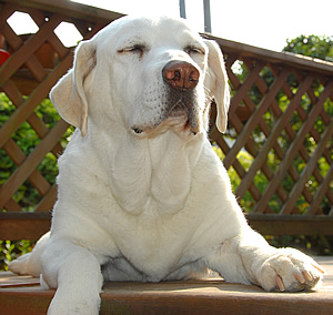 �B�e��������Ƃ߂�ǂ��������ȃ\���A�_�E������