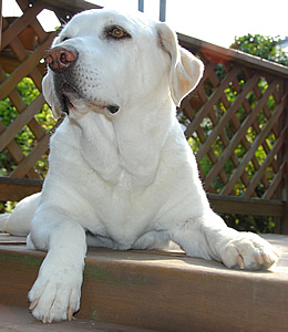 �_�E�����ęz�X���߂Ȋ�ŉ����𒭂߂�\��