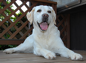 ����ɂȂ��Ă��炤�Ɗ�������ł��B�_�E�����Ă���A�Y�L