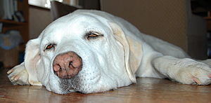 ���r���O�ɓ����Ĉ�x�݁A�ׂ�����ƃ_�E���Q���ׂ��Ă���\��