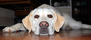 �A�Y�L�́A�܂�������ƃJ�������C�ɂȂ��Ă܂��B�Q���ׂ��Ă���A�Y�L