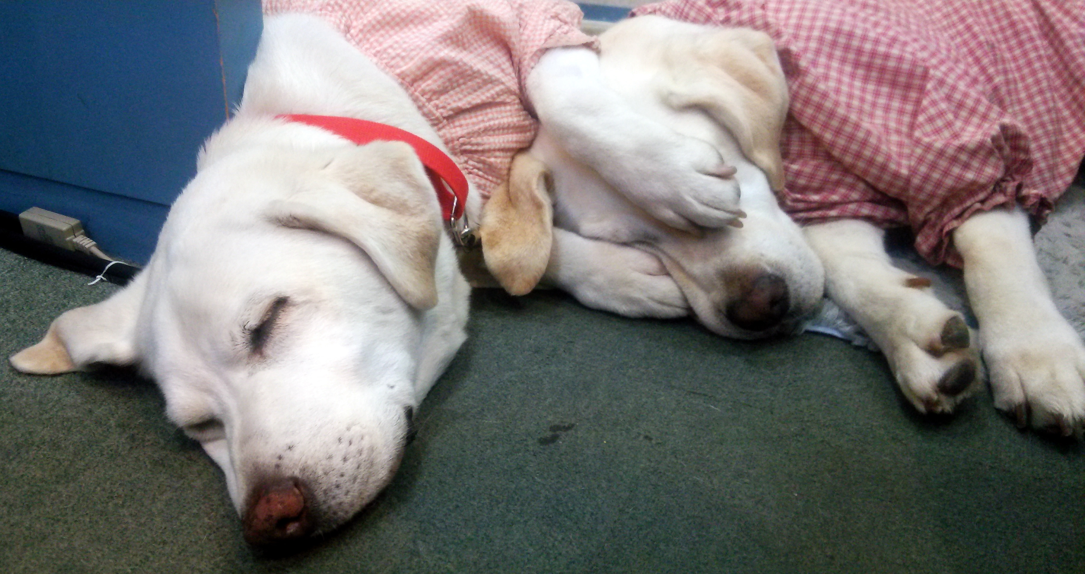 ソラがアズキをめかくし〜