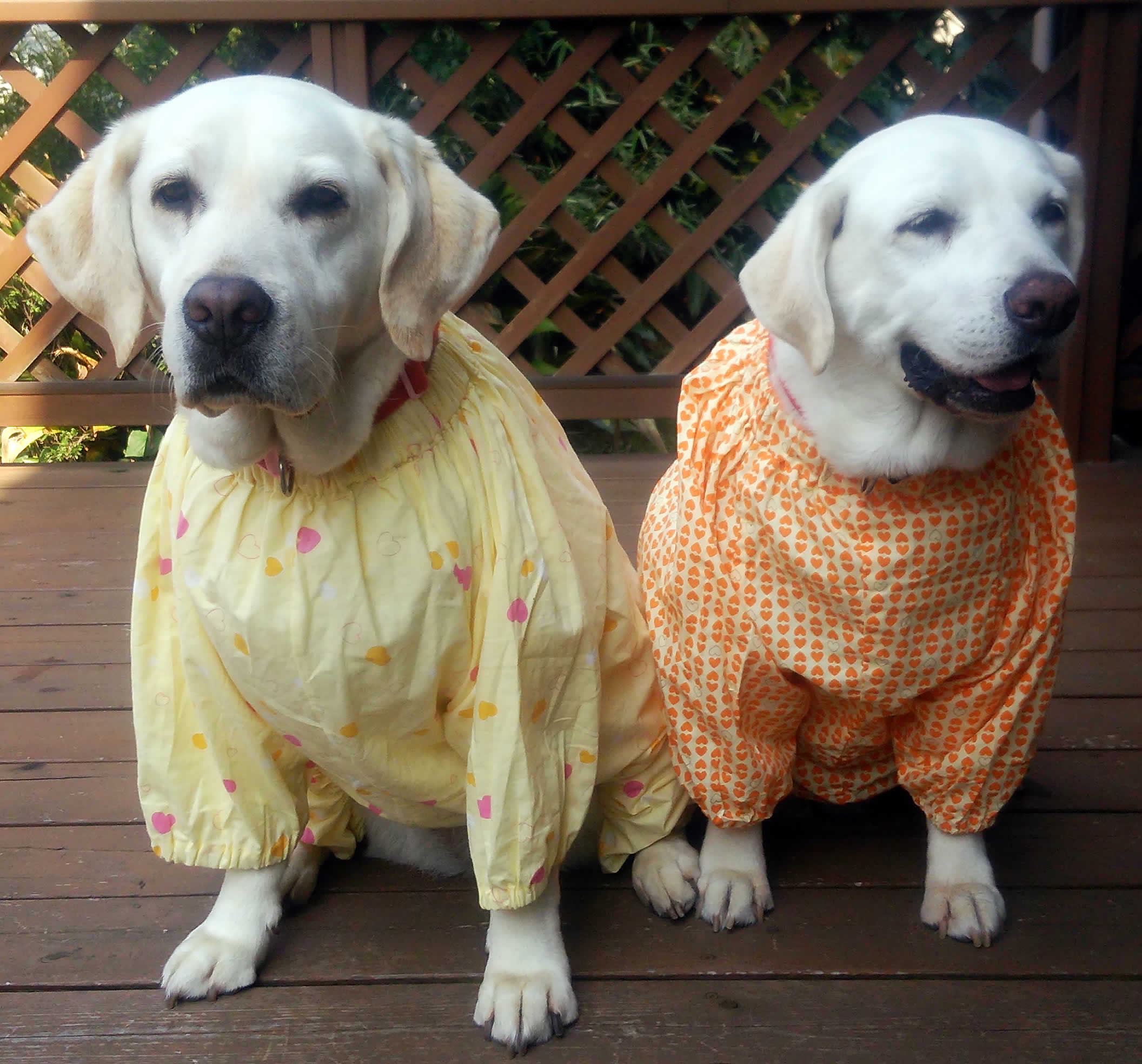 おニューの仕事着です