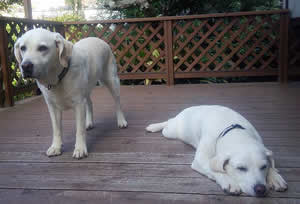 �͂₭�U���ɂ����ł��`