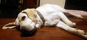 �_�E�����ă����b�N�X�[