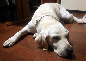 ���B���Ă�́[