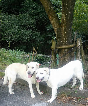 �؉A�ŁA��x�݁`