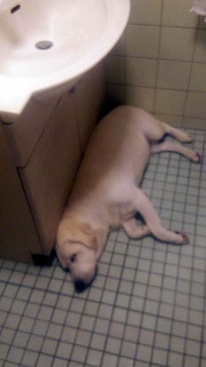 ���ʏ��ŃS����