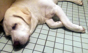 ���ʏ��ŃS����