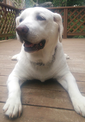 �������ł����ꖇ