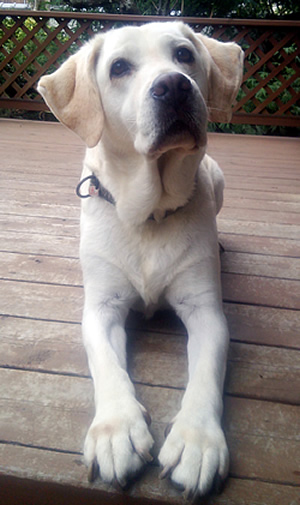 ��������ȂɊ撣���ĎB���Ă��ł����[���ĕs�v�c��̃A�Y�L