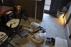 �X���̓y�Ԃł������Ƃ��낢�ł܂�