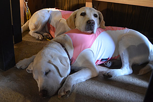 �X���̓y�Ԃł������Ƃ��낢�ł܂�