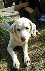 ���F�̔���������Ɋ������\��