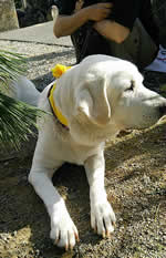 �����̃\��