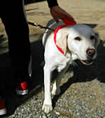 �Ԃ�����������Ɋ������A�Y�L